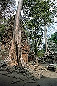 Ta Prohm temple - silk-cotton trees rising over the ruins